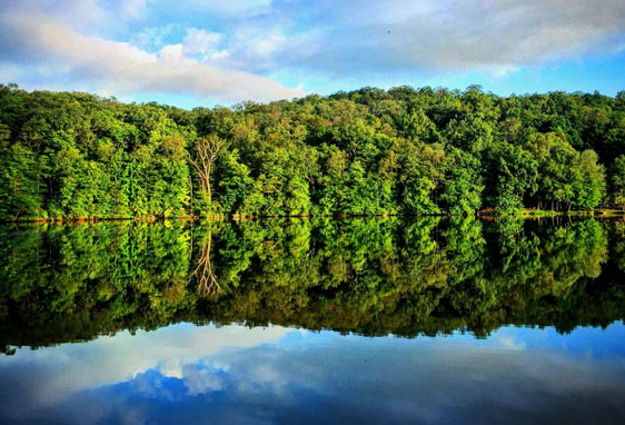 trees lake 1
